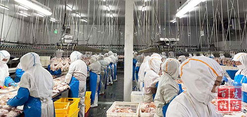 2000万羽白羽肉鸡 啄 出产业振兴路